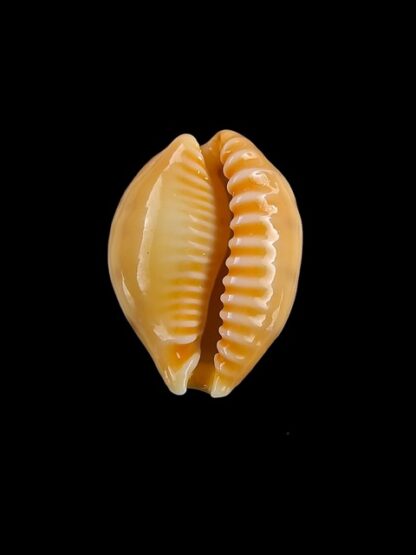 Cypraea coloba f. greegori 20,3 mm Gem-8358