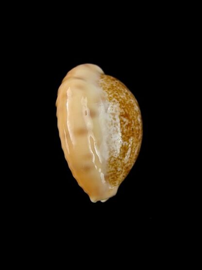 Cypraea coloba f. greegori 20,3 mm Gem-8354