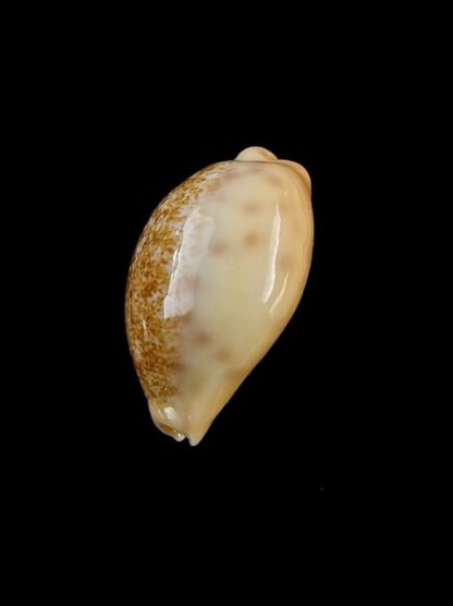 Cypraea coloba f. greegori 20,3 mm Gem-8355