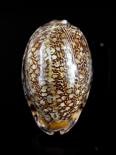 Cypraea asiatica asiatica 54 mm Gem-0