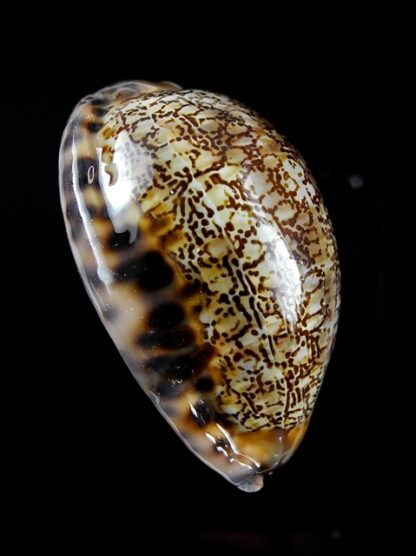 Cypraea asiatica asiatica 54 mm Gem-8437