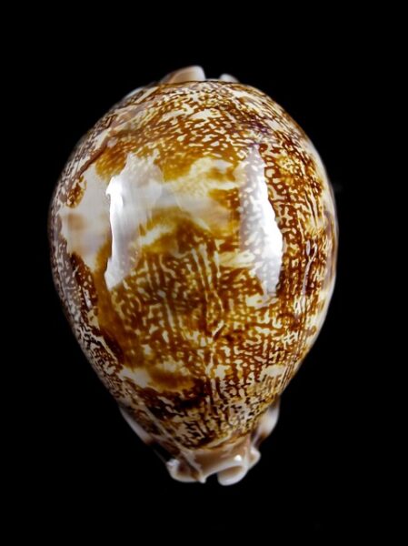 Cypraea mappa geographica 59,4 mm Gem-0