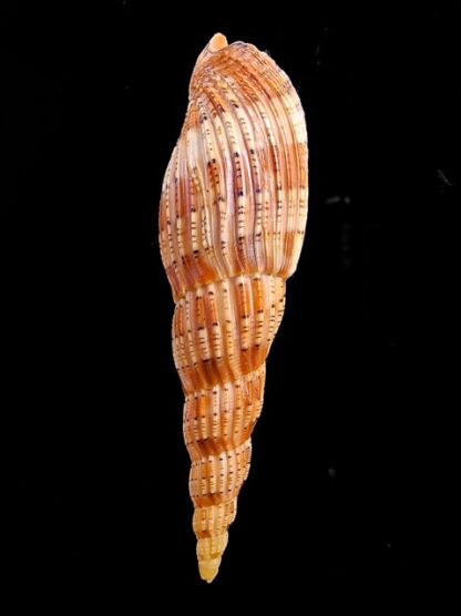 Lyria lyraeformis 101,3 mm Gem-8464