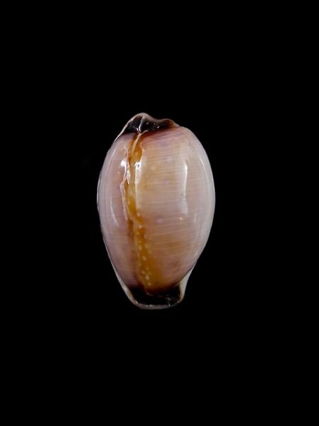 Cypraea gangranosa rentsii 17,9 mm Gem-0
