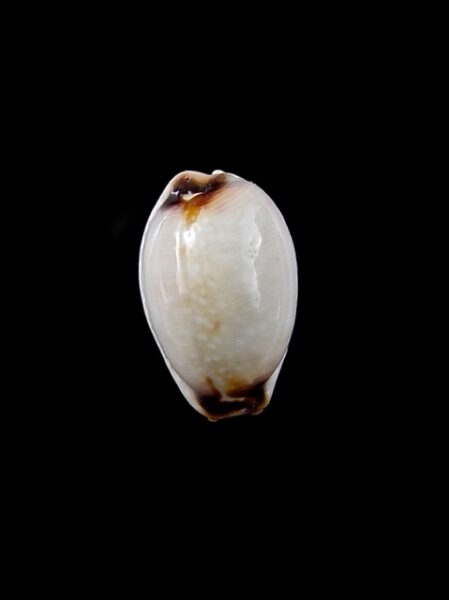 Cypraea gangranosa rentsii 16,4 mm Gem-0