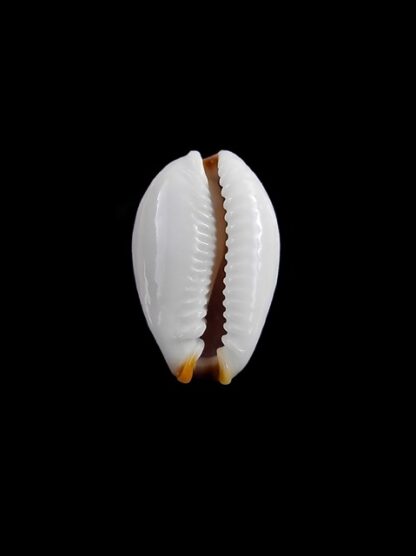 Cypraea gangranosa rentsii 16,4 mm Gem-8760