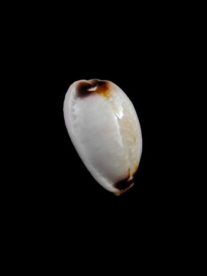 Cypraea gangranosa rentsii 16,4 mm Gem-8757