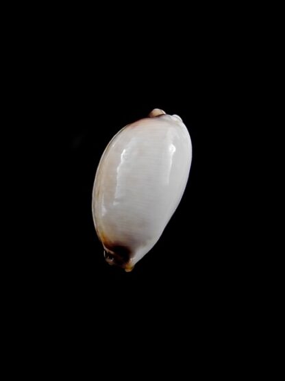 Cypraea gangranosa rentsii 16,4 mm Gem-8759