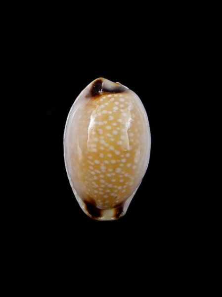 Cypraea gangranosa reentsii 20,1 mm Gem-0