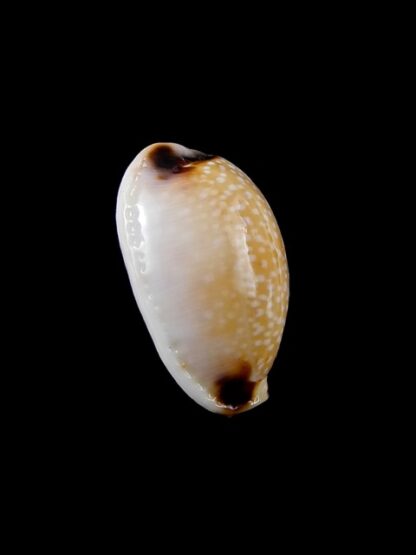 Cypraea gangranosa reentsii 20,1 mm Gem-8772