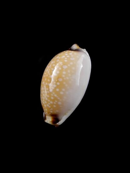 Cypraea gangranosa reentsii 20,1 mm Gem-8769