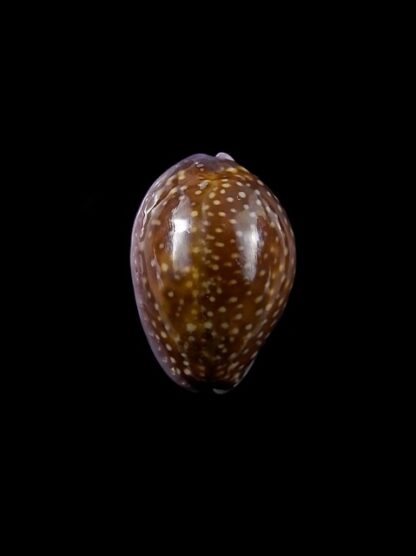 Cypraea poraria scarabeus 15,7 mm Gem-0