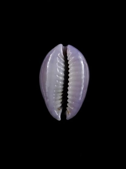 Cypraea poraria scarabeus 15,7 mm Gem-8779