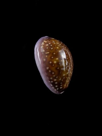 Cypraea poraria scarabeus 15,7 mm Gem-8780