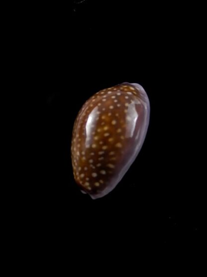 Cypraea poraria scarabeus 15,7 mm Gem-8778