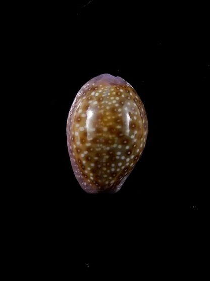 Cypraea poraria scarabeus 15,9 mm Gem-0