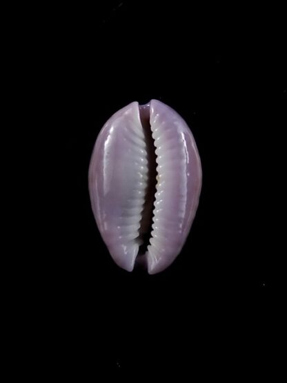 Cypraea poraria scarabeus 15,9 mm Gem-8785