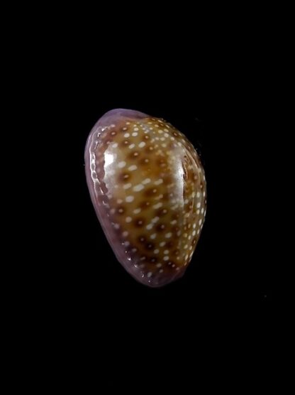 Cypraea poraria scarabeus 15,9 mm Gem-8787