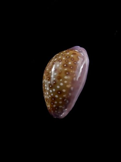 Cypraea poraria scarabeus 15,9 mm Gem-8788