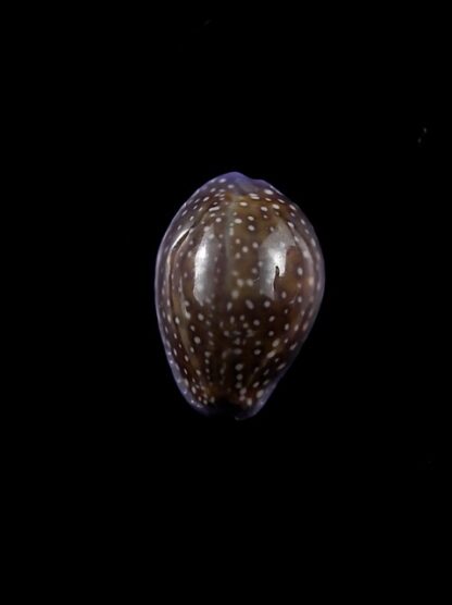 Cypraea poraria scarabeus 15,1 mm Gem-0