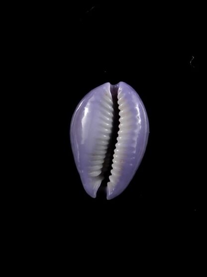Cypraea poraria scarabeus 15,1 mm Gem-8795