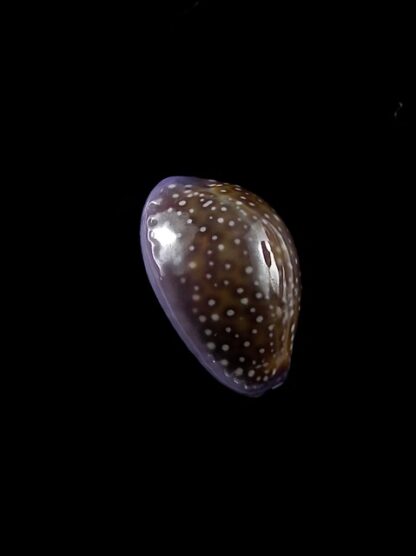 Cypraea poraria scarabeus 15,1 mm Gem-8793