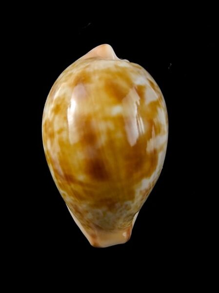 Cypraea Subviridis F. Vaticina 32,7 mm Gem-0