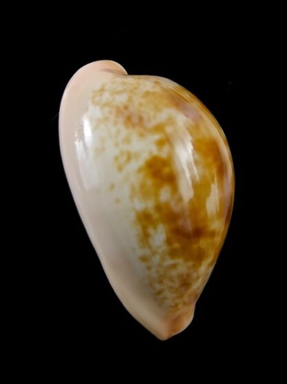 Cypraea Subviridis F. Vaticina 32,7 mm Gem-8624