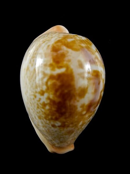 Cypraea Subviridis F. Vaticina 34,4 mm Gem-0