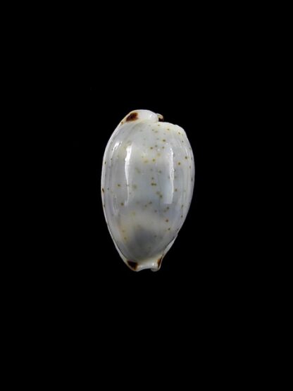 Cypraea hirundo f. rouxi. 15,7 mm Gem-0