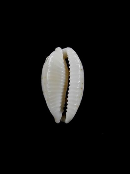 Cypraea hirundo f. rouxi. 15,7 mm Gem-8656