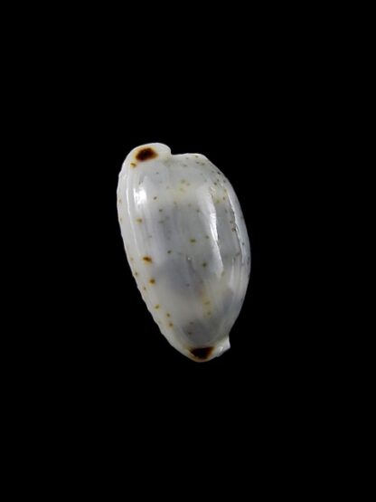 Cypraea hirundo f. rouxi. 15,7 mm Gem-8657