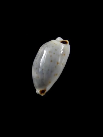 Cypraea hirundo f. rouxi. 15,7 mm Gem-8658