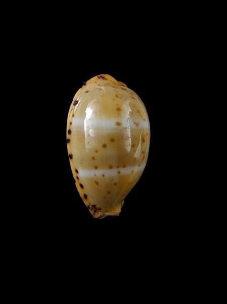 Cypraea lutea lutea 18,9 mm Gem-0