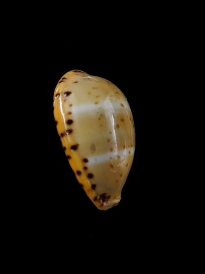 Cypraea lutea lutea 18,9 mm Gem-8687