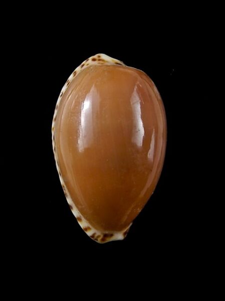Cypraea comptonii trenberthae 26,9 mm Gem-0