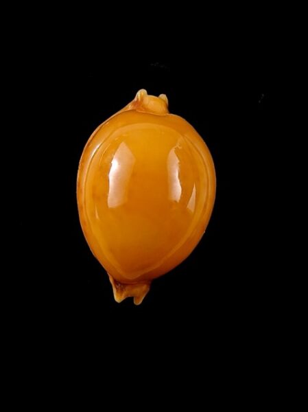 Cypraea globulus globulus 22,1 mm Gem-0