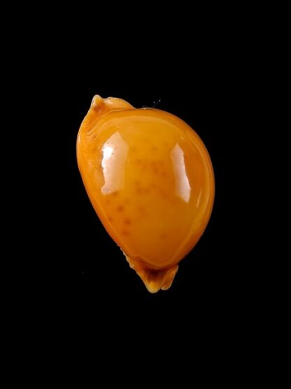 Cypraea globulus globulus 22,1 mm Gem-8702