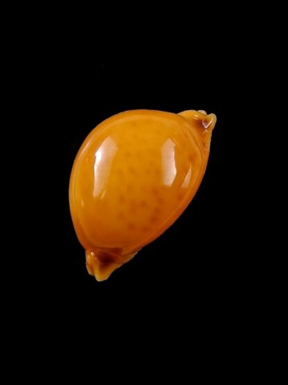 Cypraea globulus globulus 22,1 mm Gem-8700