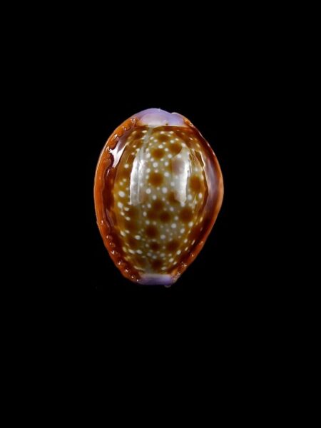 Cypraea helvola f. callista. 17,9 mm Gem-0