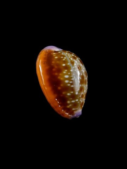 Cypraea helvola f. callista. 17,9 mm Gem-8708