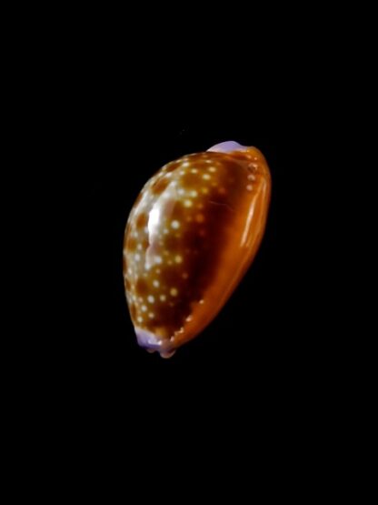 Cypraea helvola f. callista. 17,9 mm Gem-8710