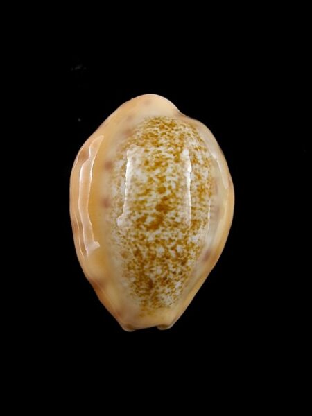 Cypraea coloba f. greegori 22,8 mm Gem-0