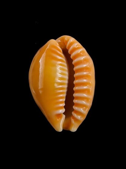 Cypraea coloba f. greegori 22,8 mm Gem-8718