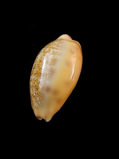 Cypraea coloba f. greegori 22,8 mm Gem-8720