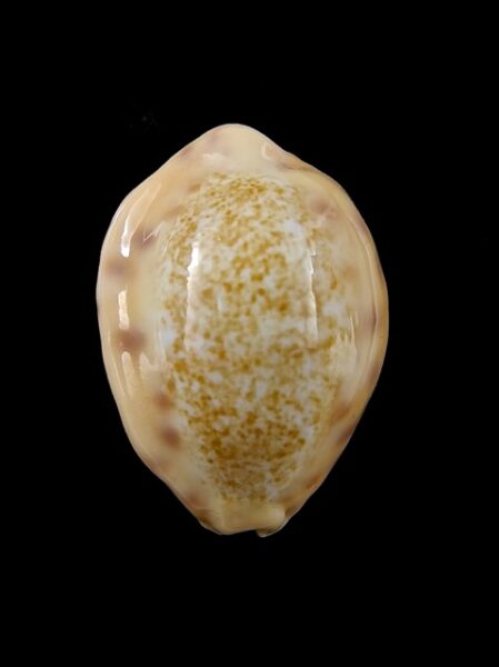 Cypraea coloba f. greegori 26,7 mm Gem-0