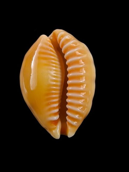 Cypraea coloba f. greegori 26,7 mm Gem-8726