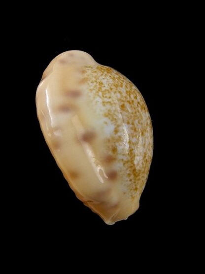 Cypraea coloba f. greegori 26,7 mm Gem-8728