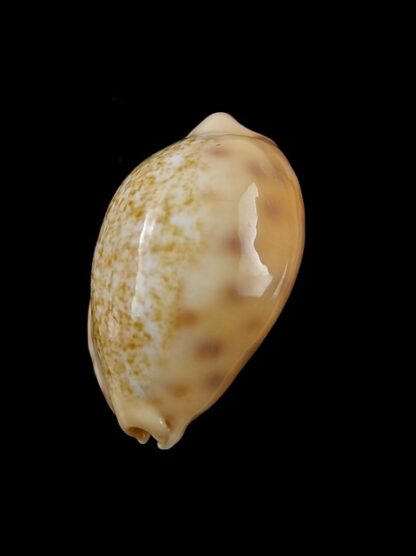 Cypraea coloba f. greegori 26,7 mm Gem-8725