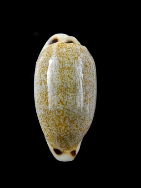 Cypraea quadrimaculata quadrimaculata 29,4 mm Gem-0